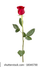 Isolated Long Stem Red Rose Bud. VECTOR.