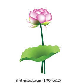vector de flor de loto aislado para el diseño