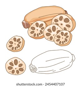 Isolated Lotus roots, whole part of lotus roots or lotus bulb and cut part. Line art hand drawing vector illustration, uncool, food ingredient, healthy diet, Anime food and vegetables hand drawing.