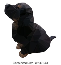 Isolated low polygonal black puppy of Bernese Mountain Dog