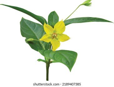 Isolated Lysimachia ciliata (Fringed Loosestrife) Plant with Blooming Flower