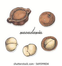 Isolated macadamia on a white background. Vector illustration for your design
