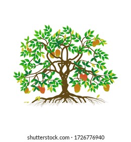 isolated mango tree plant on a white background, vector illustration