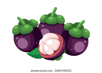 Isolated mangosteen fruits and half cutting fruits . Purple mangosteen.Tropical fruit, Summer Asian fruit hand drawing vector illustration. Realistic ripe fruits. Isolated on white background.