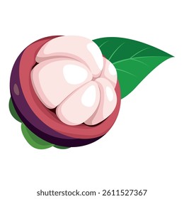 Isolated mangosteen fruits and half cutting fruits . Purple mangosteen.Tropical fruit, Summer Asian fruit hand drawing vector illustration. Realistic ripe fruits. Isolated on white background.