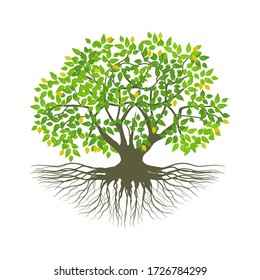 isolated mangrove tree plant on a white background, vector illustration