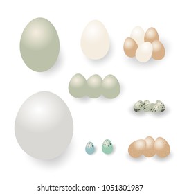 isolated many type of eggs on white background,cute cartoon vector illustration for infographic ,Easter day