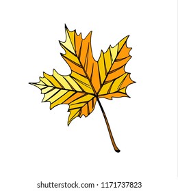 isolated maple autumn leaf in yellow, orange and brown colors, vector image on white background. Can be used for children's books, postcards and works on the school theme