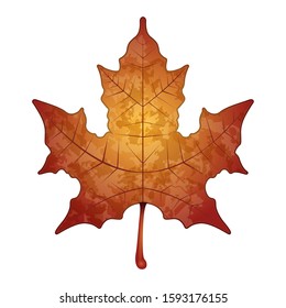 Isolated maple leaf image. Autumn leaf - Vector