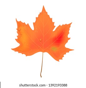 
Isolated maple leaf on white background. Falling autumn leaf with dew