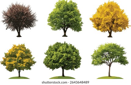 Isolated medium street trees, set of summer and autumn varieties, frontal cutout, seasonal foliage collection, natural greenery design, vector illustration.
