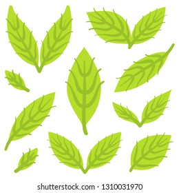 Isolated Mint Leaves Illustration