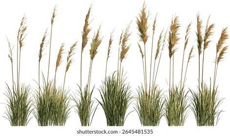 Isolated Miscanthus sinensis Gracillimus Maiden Grass, decorative garden plant, tall ornamental grass, landscape greenery, botanical illustration, vector illustration, lush foliage.