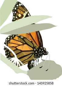Isolated monarch butterfly