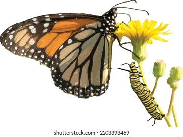 Isolated Monarch Butterfly and Caterpillar On Yellow Wildflower