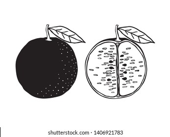 isolated monochrome black and white illustration childish hand drawn lines art orange whole fruit and half cut fruit for pattern, background, wallpaper, cover, texture etc. vector design