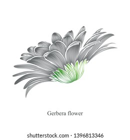 Isolated monochrome hand-drawn gerbera flower. Vector element for design.