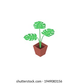 Isolated monstera flower in a pot on a white background. Flat vector isometric illustration.