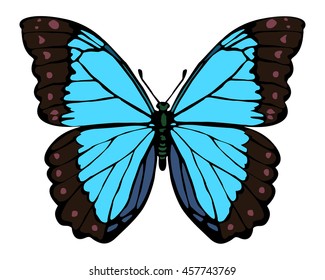Isolated Morpho butterfly on the white background.Vector illustration.