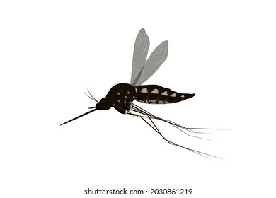 Isolated mosquito flying in white background. Realistic dengue mosquito in vector illustration. Design of graphic source for healthcare of fever that mosquito is transmitter