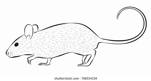 isolated mouse illustration, black and white drawing, white background