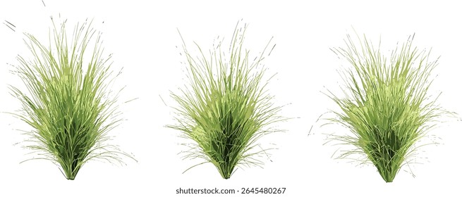 Isolado Muhlenbergia capillaris hairawn muhly definir árvore recorte ilustração vetorial, planta resistente à seca, grama da pradaria, flora nativa, ideias de paisagismo, vegetação botânica.
