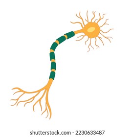 Isolierte multipolare Neuronenilustration. Gelbe und grüne Neuronen. 