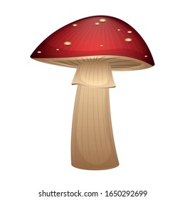 Isolated mushroom image. Natural champignon - Vector illustration
