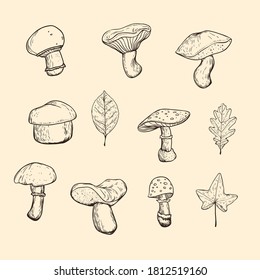 Isolated mushrooms and autumn leaves. Black and white image. 