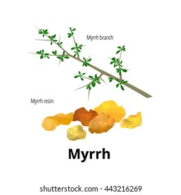 Isolated myrrh branch with leaves and resin. Vector illustration for use in web design, print or other visual area.