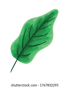 Isolated natural green leaf design of Floral nature plant garden ornament botany decoration and life theme Vector illustration