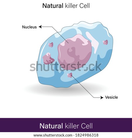 isolated Natural killer cell with stored granules vector illustration eps.