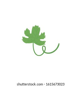 Isolated natural leaf design of Floral nature plant garden ornament botany decoration and life theme Vector illustration