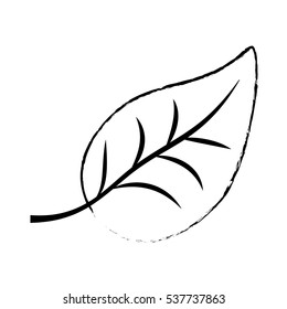 Isolated natural leaf Design Vector illustration, white background