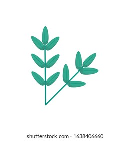 Isolated natural leaves design of Floral nature plant garden ornament botany decoration and life theme Vector illustration