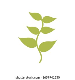 Isolated natural leaves flat style icon design of Floral nature plant garden ornament botany decoration and life theme Vector illustration