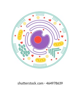 Isolated neurone cell biology icon. Neurone cell anatomy structure vector illustration. Axon cell body.