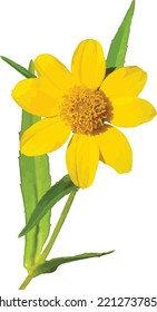 Isolated Nodding Bur-Marigold (Bidens cernua) Feuchtgebiet Naturblume einzeln 