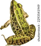 Isolated Northern Leopard Frog Amphibian Vector Image 