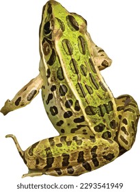 Isolated Northern Leopard Frog Amphibian Vector Image 