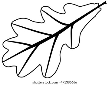  isolated oak leaf, 