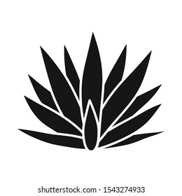 Isolated object of agave and tequila logo. Graphic of agave Stock symbol for web.