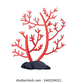 Isolated object of algae and floral logo. Set of algae and tropical vector icon for stock.