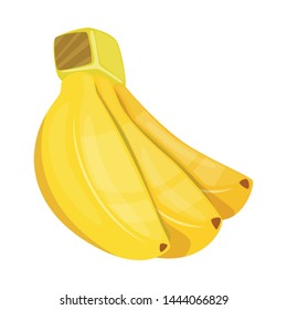 Isolated object of banana and bunch icon. Set of banana and fruit vector icon for stock.