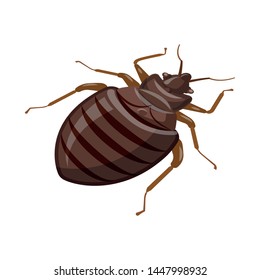 Isolated object of beetle and black logo. Collection of beetle and arthropod stock vector illustration.