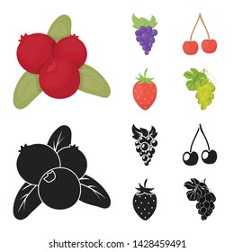 Isolated object of berry and fruit symbol. Set of berry and redberry vector icon for stock.