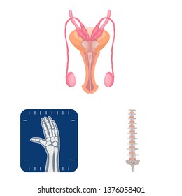 Isolated object of body and human icon. Set of body and medical stock symbol for web.