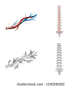 Isolated object of body and human logo. Collection of body and medical vector icon for stock.