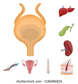 Isolated object of body and human sign. Set of body and medical stock symbol for web.