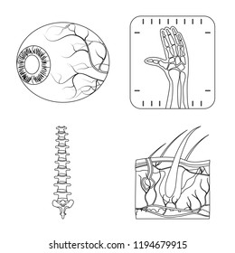 Isolated object of body and human sign. Collection of body and medical vector icon for stock.